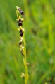 /album/orchidees/ophrys-insectifera-jpg/